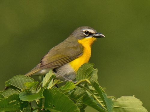 photo YBCH-2015-06-04-5c99_zpsl7eigkpw.jpg