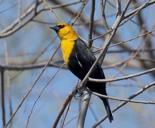 photo YHBL-2014-04-18-c99_zpsz9adlo5o.jpg