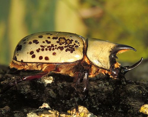 photo Scarabaeidae-Dynastes tityus - Eastern Hercules Beetle-2013-08-24-500_zpsdab5iu2r.jpg