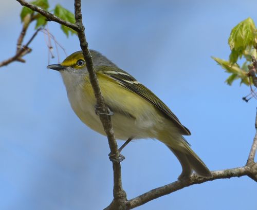  photo White-eyed Vireo-2014-04-24-6-500_zpswiwpi8jg.jpg