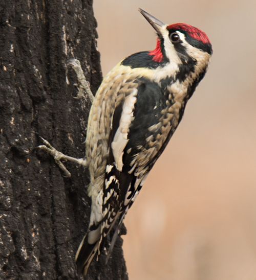  photo Yellow bellied sapsucker 2014-12-12-500_zps8vfjzosq.jpg