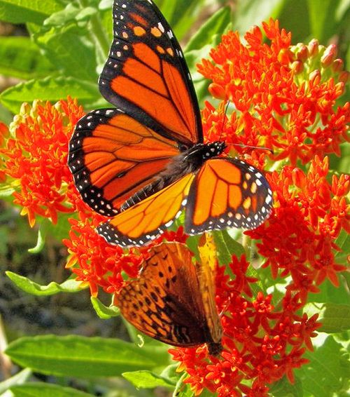 photo monarch and fritillary on butterfly weed-500_zpsds0pskic.jpg