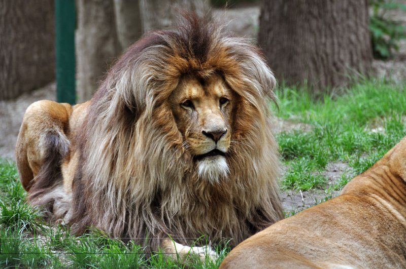 majestic-king-of-lions-mane_zpsxejnyejo.