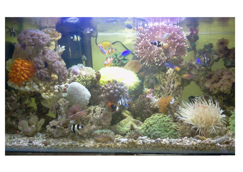 aquariummasihacakkadut.jpg