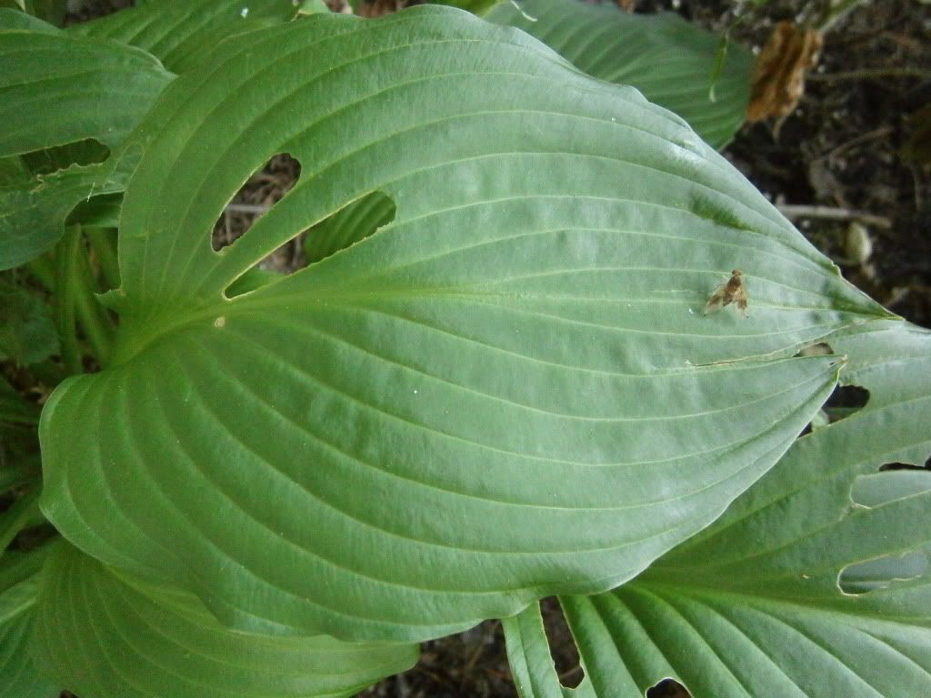 Ants, Gnats, Slugs, Cut Worms Leaf Eaters