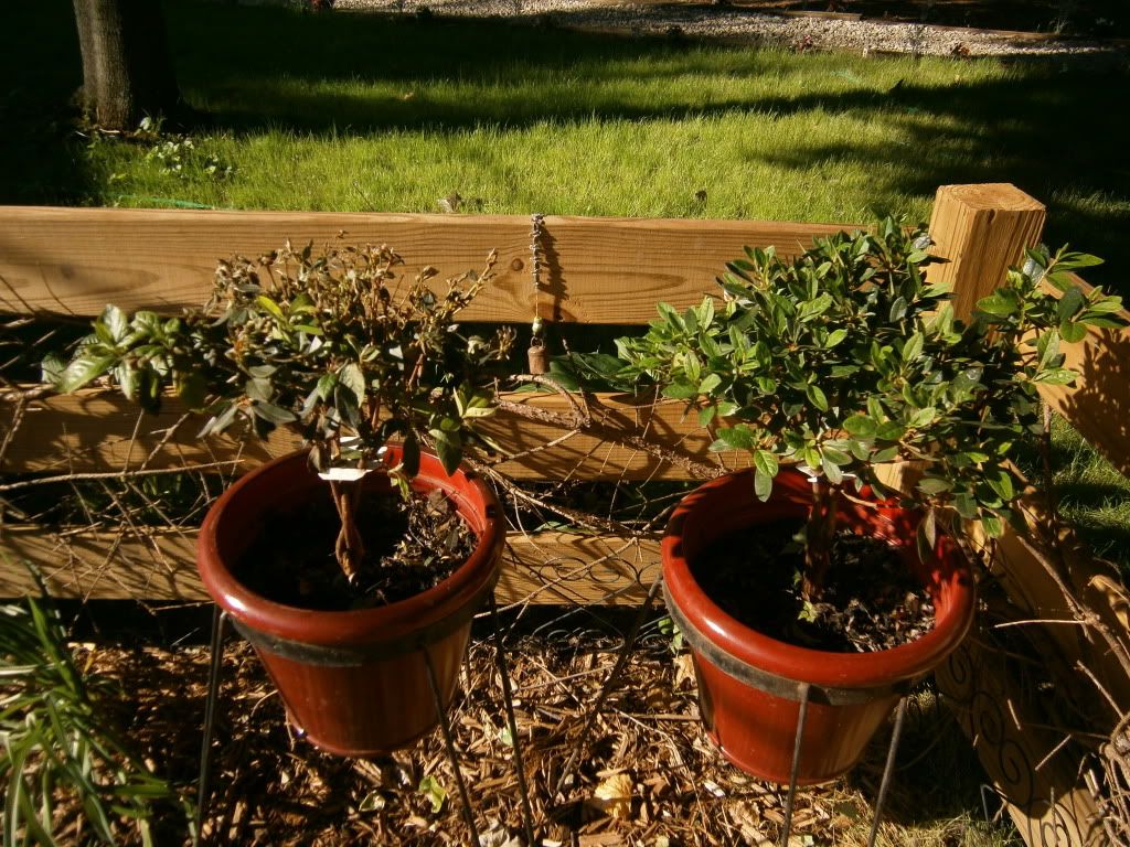 Reviving Wilted Potted Azalea