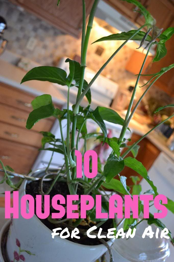 10 Houseplants for Clean Air