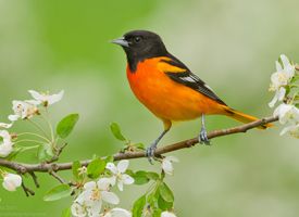 Oriole oriole photo