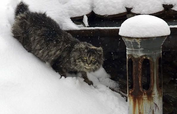 belgrade-snow-cat