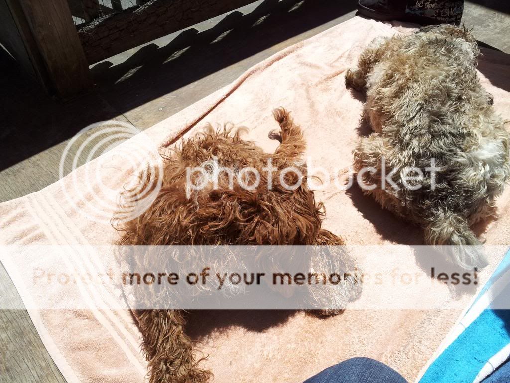 Dark Sable Cockapoo: What color when adult?! | I Love My Cockapoo Forums